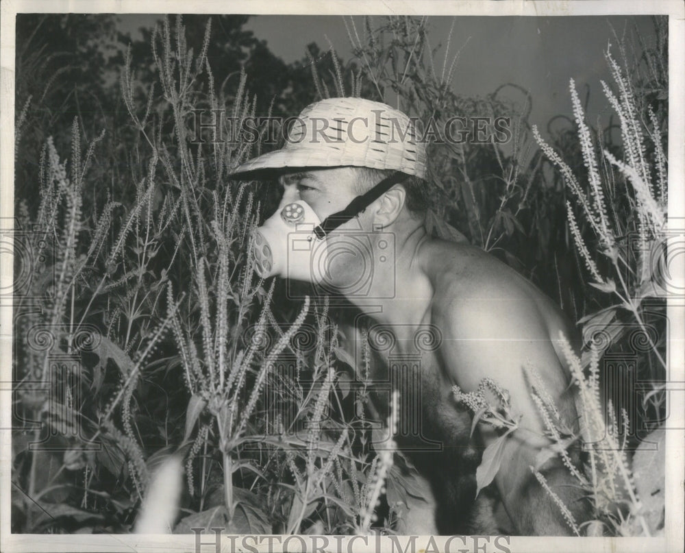 1953 Roy Lang Prowls Through Ragweed - Historic Images