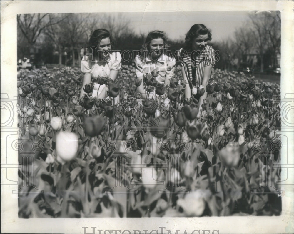 1940 It's Tulips Season in Denver. - Historic Images