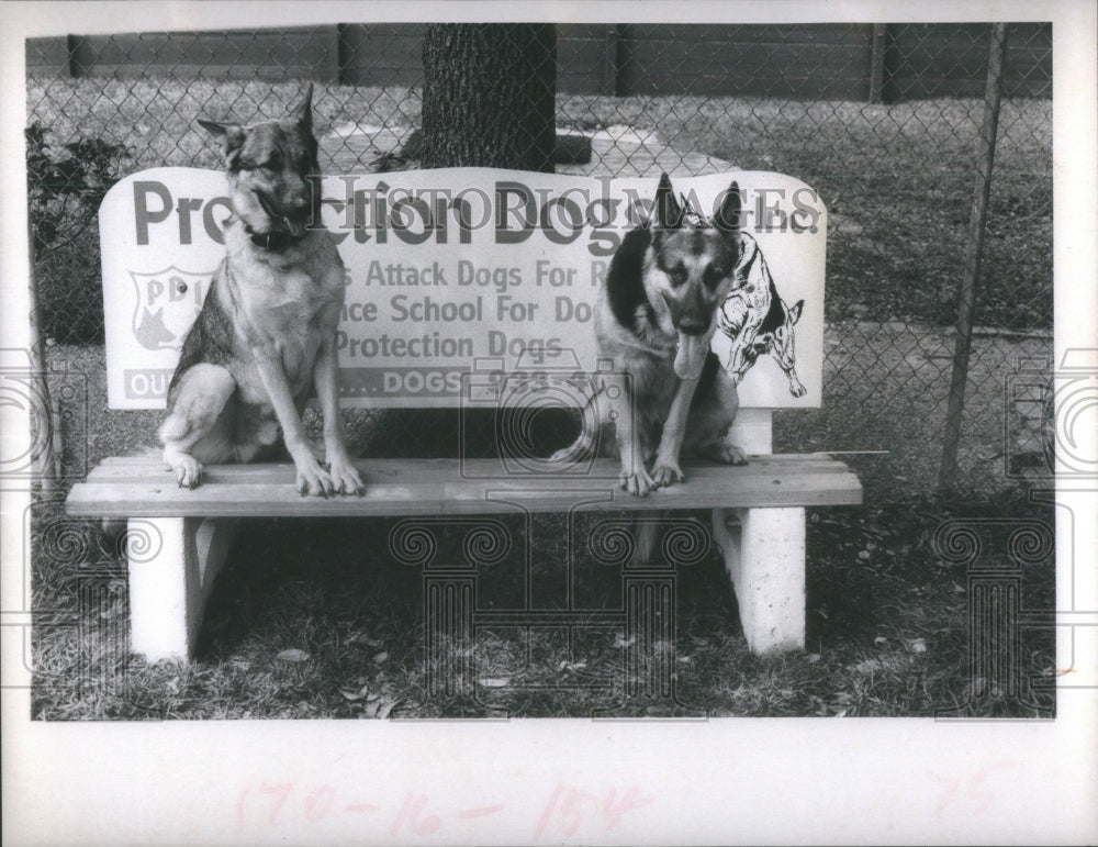 1973 German Shepherds Protection Dogs Inc. - Historic Images