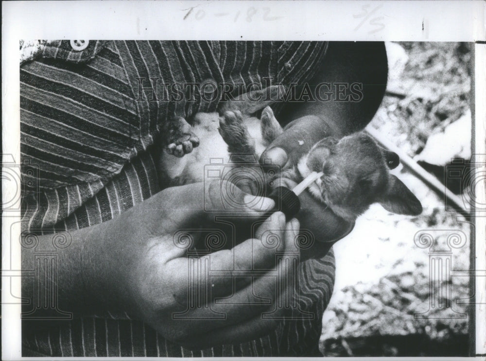 1978 Press Photo Becky Pryor Bunny Milk Supplement Eyed- RSA31851 - Historic Images