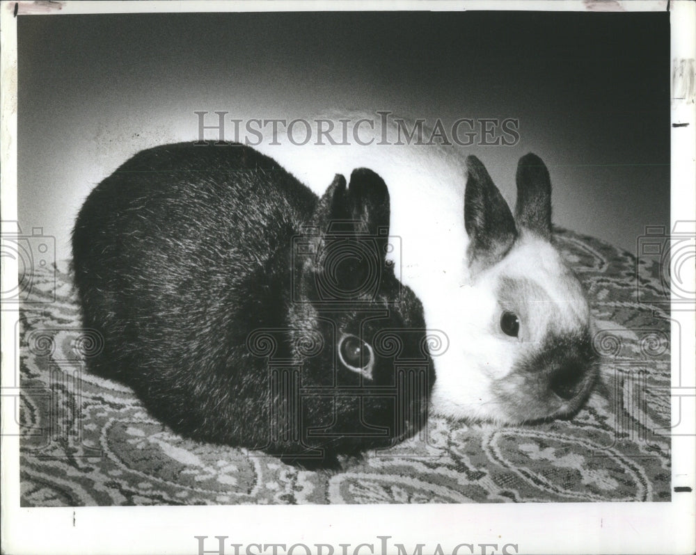 1993 Live rabbits teach greyhound chase - Historic Images