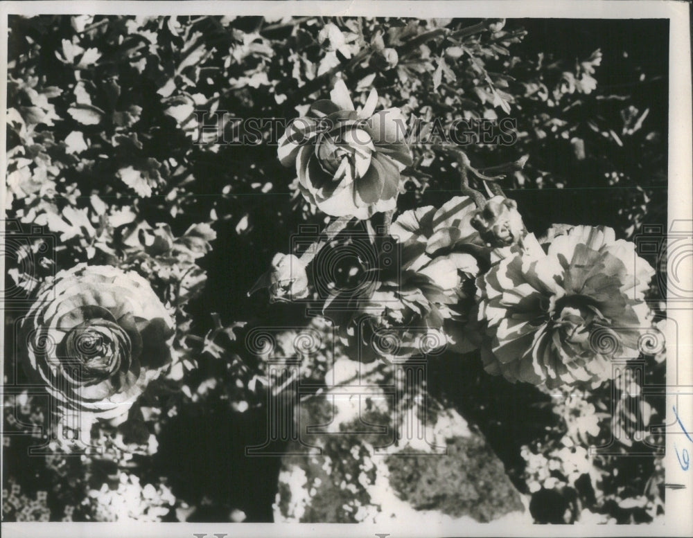 Press Photo Tecolote giant ranunculus flower Inch - Historic Images