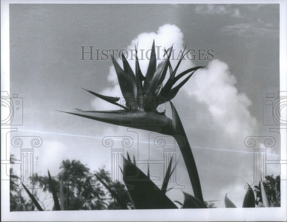 1969 Bird Of Paradise Flower Garden Home Mr - Historic Images