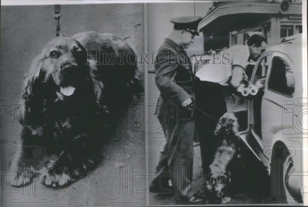 1963 Press Photo Putti Customs Dog Venlo Netherlands - Historic Images