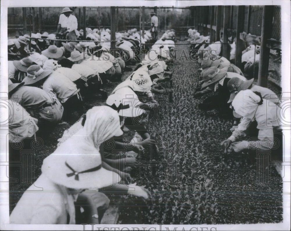 1954 Army Hydrophonic Farm-Tokyo Women Empl-Historic Images