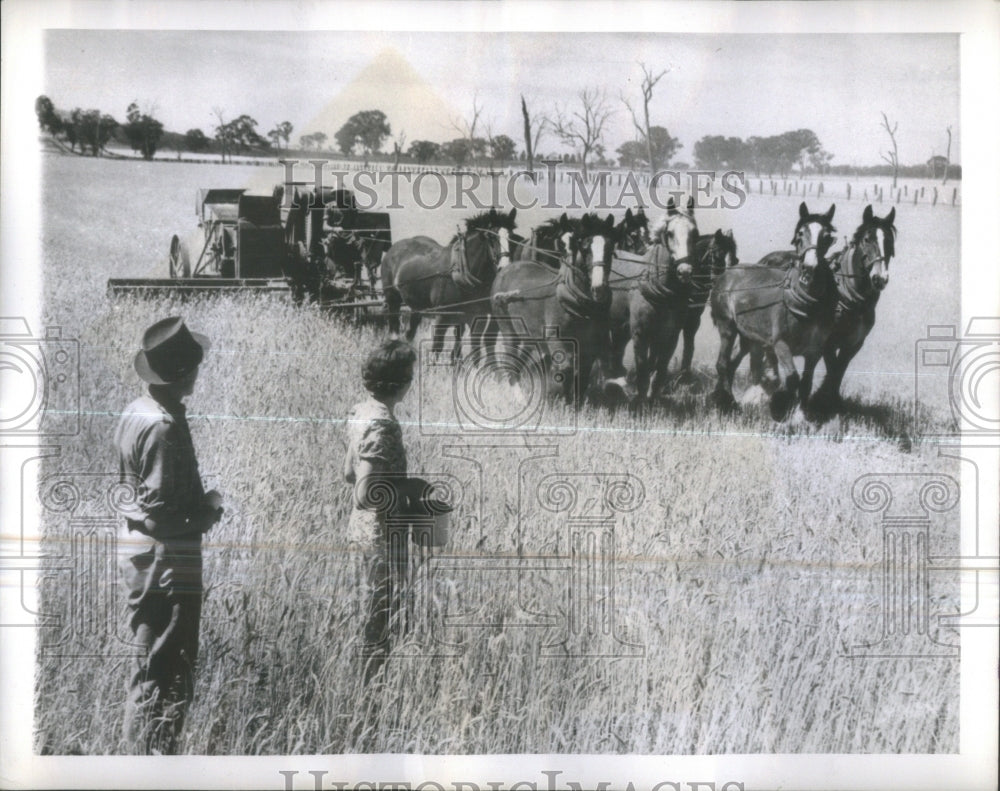 1944 Press Photo Man Woman Horse Team Wheat Field Harve- RSA33049 - Historic Images
