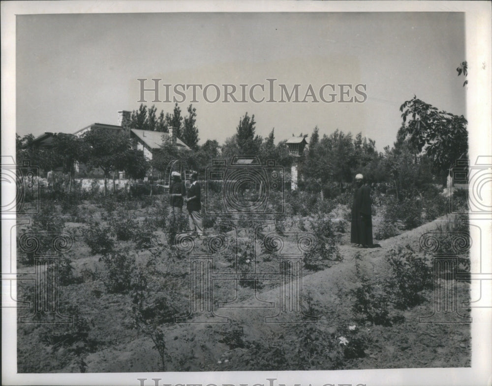 1948 Press Photo Experimental Sahara Desert Farm Cairo- RSA33443 - Historic Images