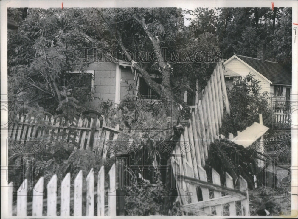 1966 Colorado Heavy Rains Damage Trees - Historic Images