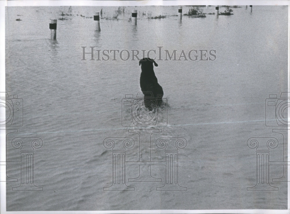 1965 Dog Running Flood Waters Colorado - Historic Images