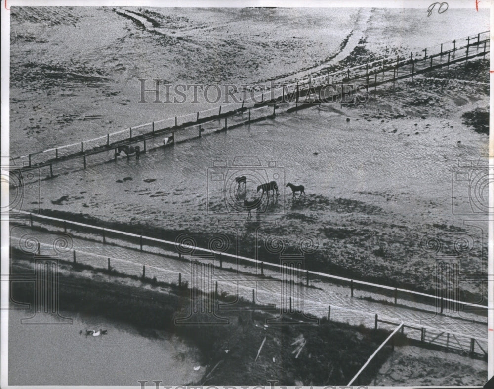 1965 Horses Flooded Fields Cherry Creek - Historic Images