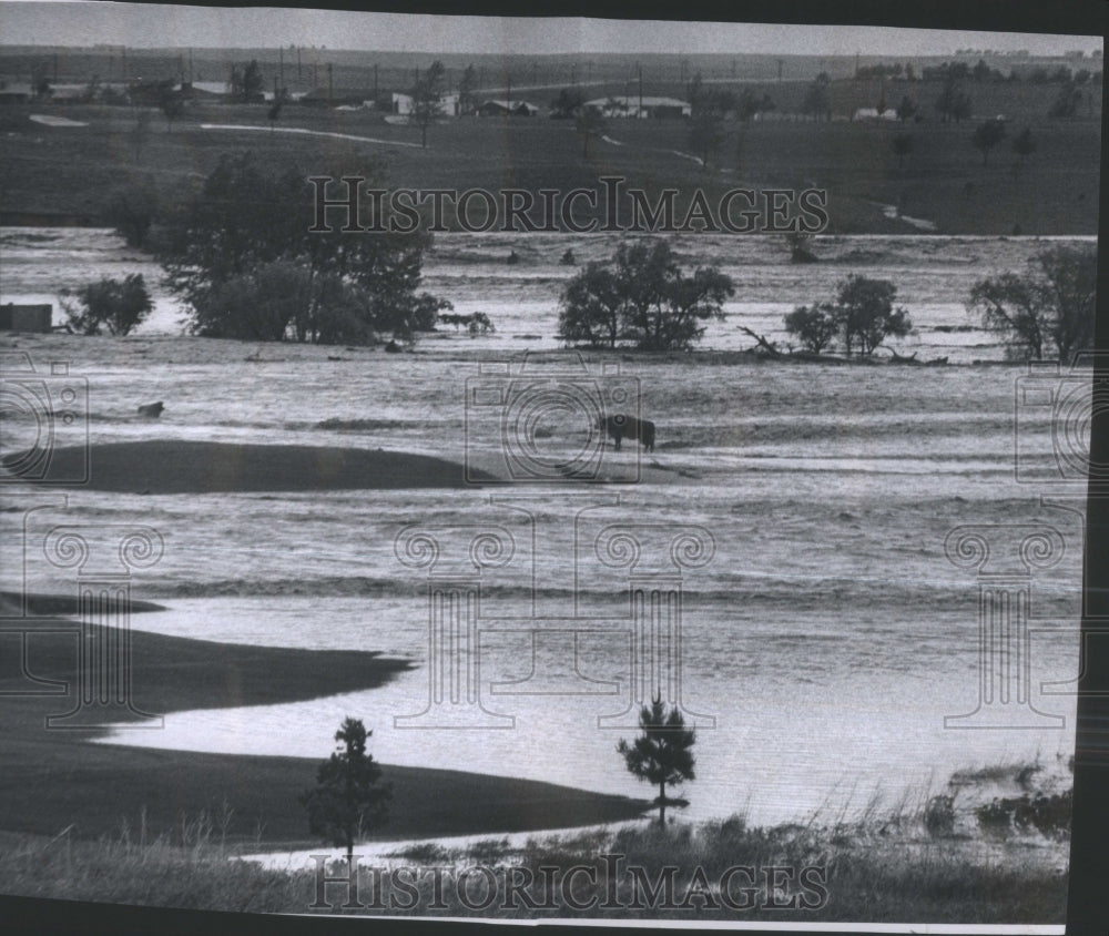 1965 Cow Refuge Ground flood water milking - Historic Images