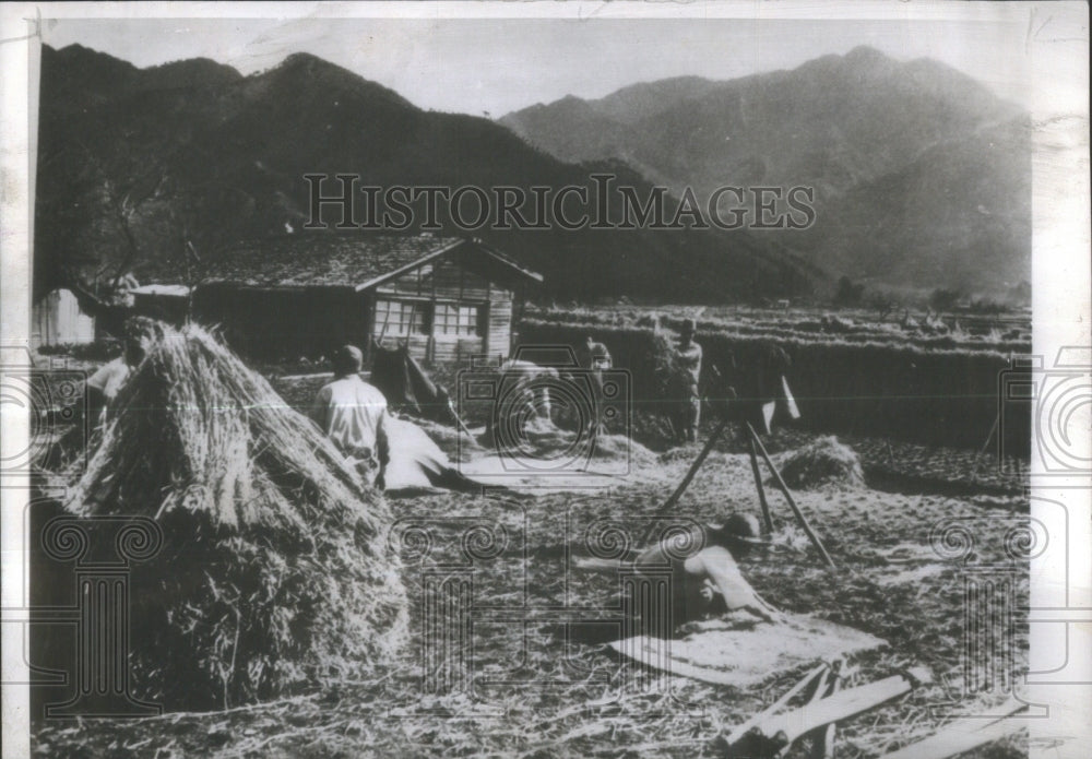 1946 Rice Harvest In Yoshida, Japan - Historic Images