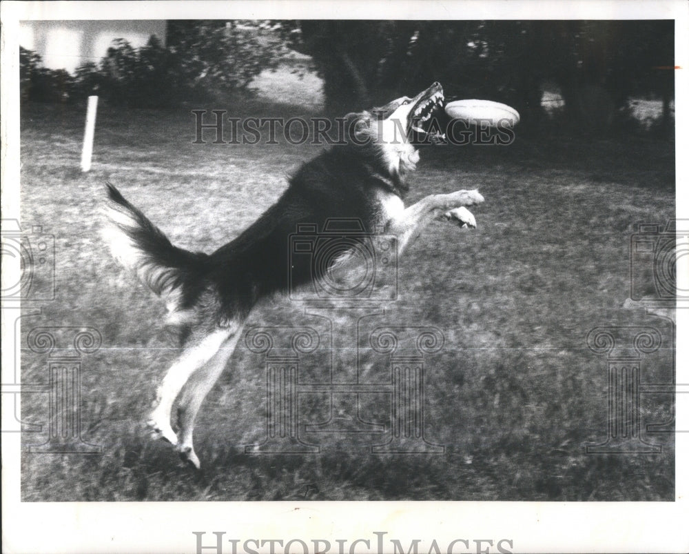 1973 Press Photo Dog playing Frisbee flying disc- RSA35017 - Historic Images