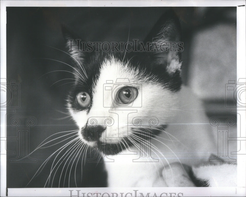 1983 Press Photo Schnicklfritz home Game Strava Cat - Historic Images