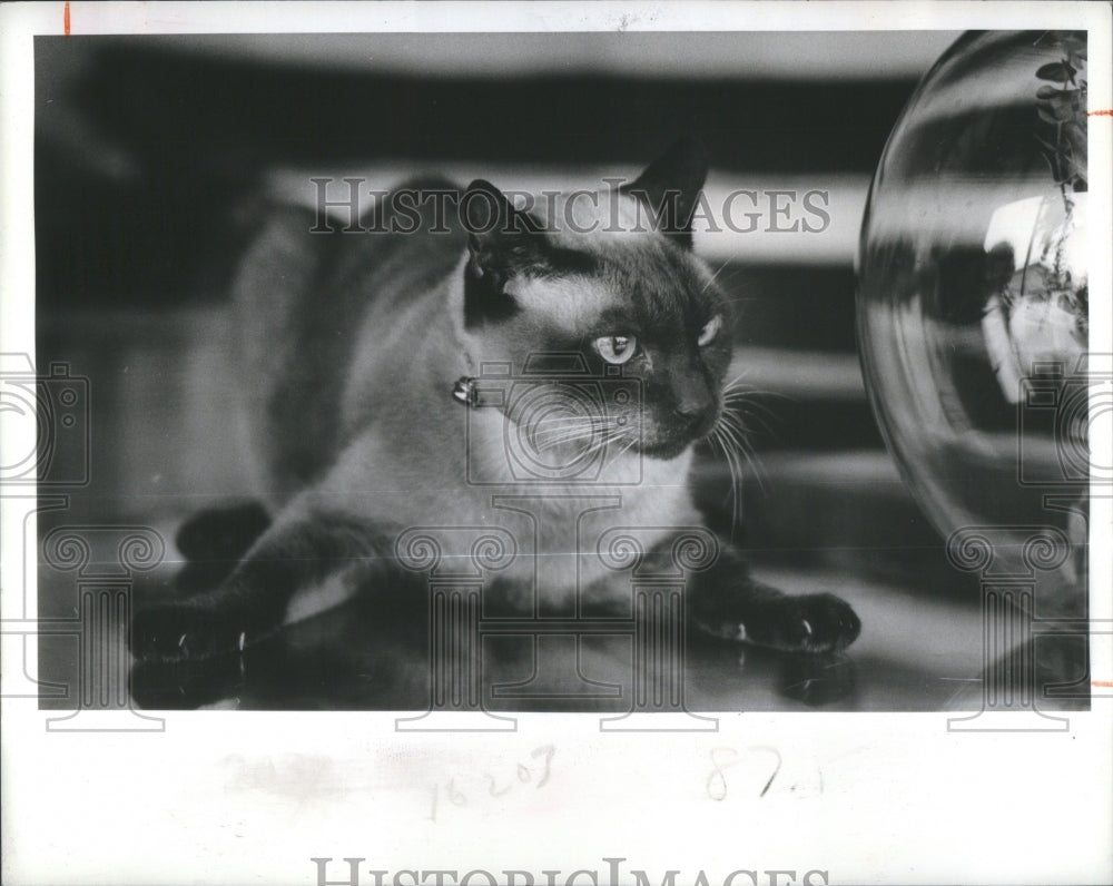 1983 sealpoint Siamese male lap cat Friends - Historic Images