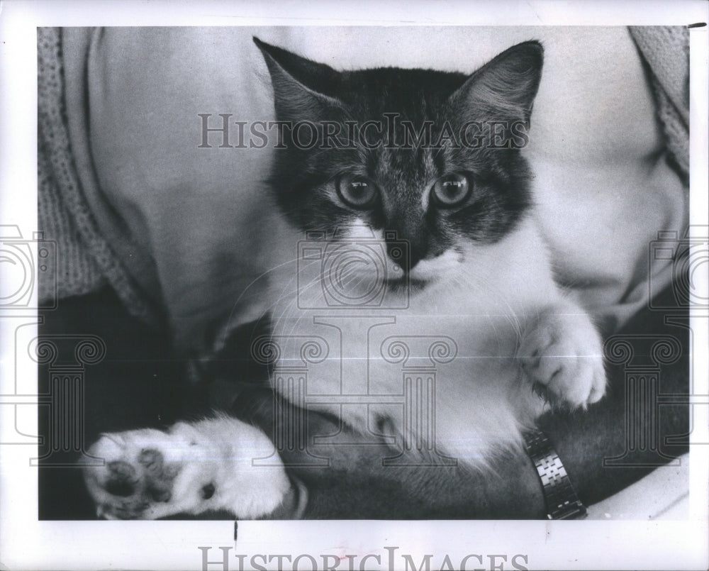 1983 Fluffy Cat Adoption Friends Strays - Historic Images