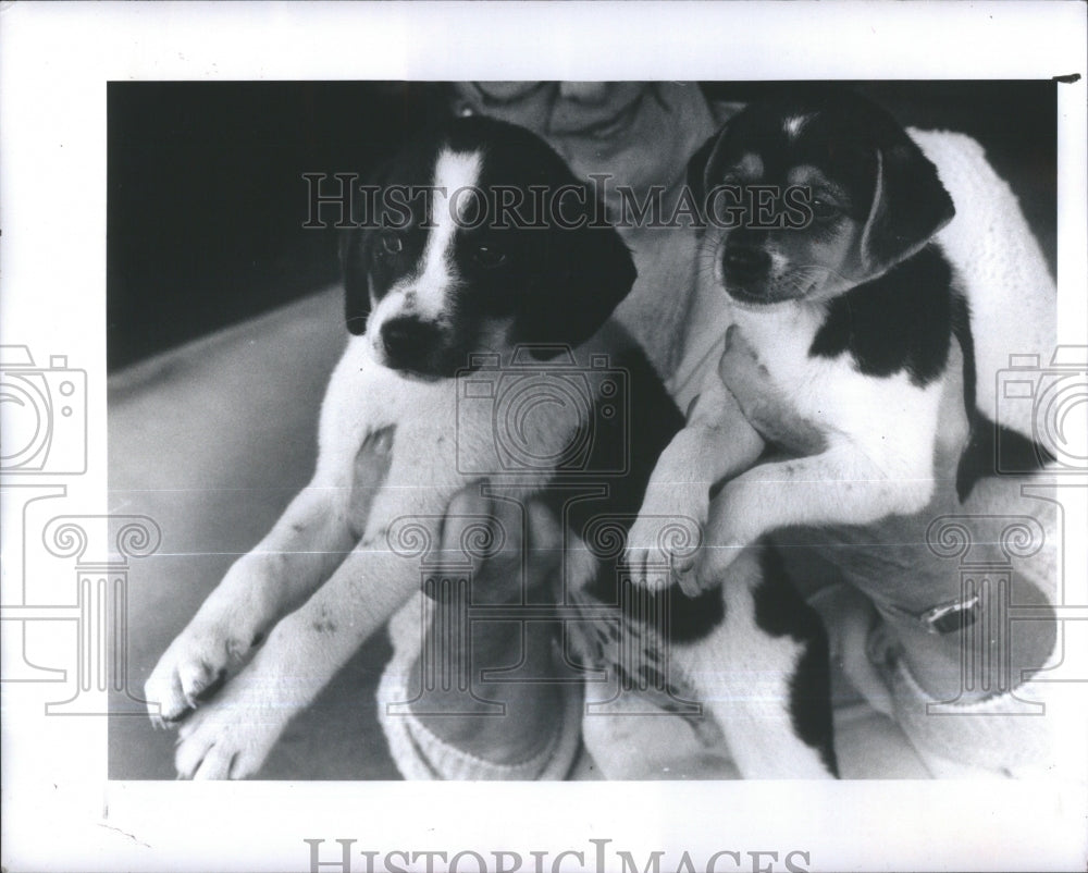 1963 Press Photo Frisky Gentle Ben Frisker Stray Norm- RSA35039 - Historic Images