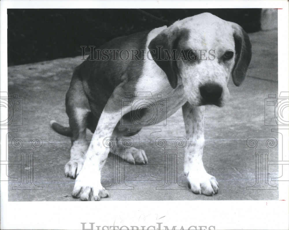 1984 Buster Hound Mix Dog Friends Strays Ad - Historic Images