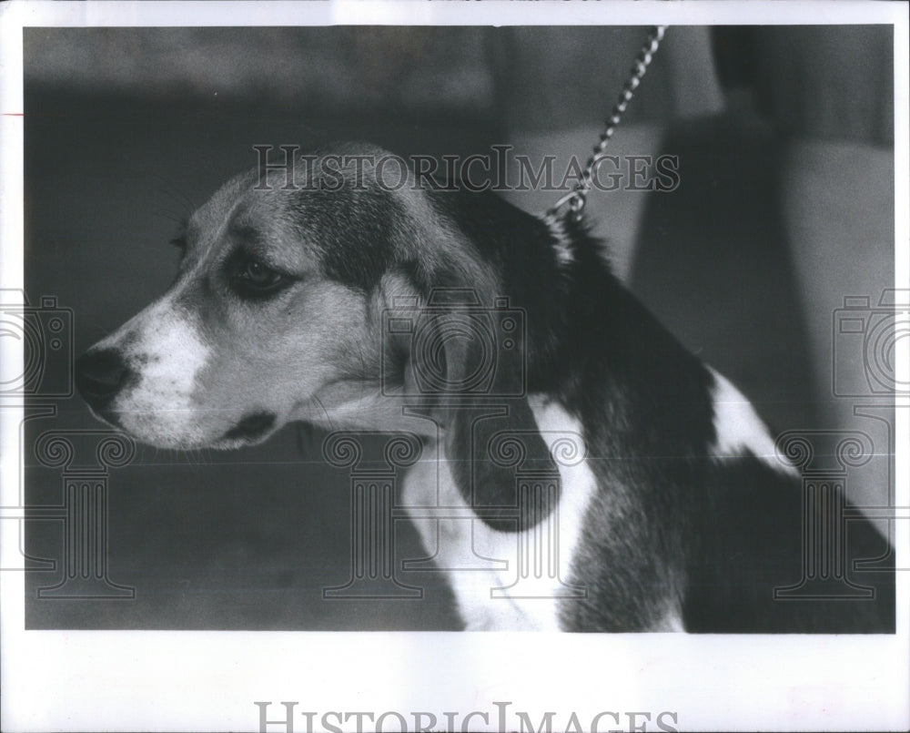 1983, Friends of Strays Dog Brandy Adoption- RSA35045 - Historic Images