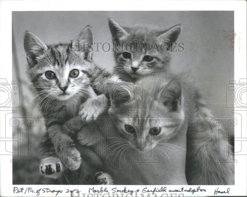 1984 Florida Friends of Strays Kittens - Historic Images