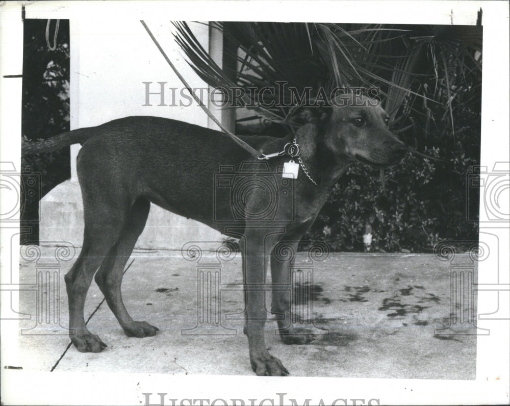 1984 Brenda Brown Doberman Labrador Mix Dog - Historic Images