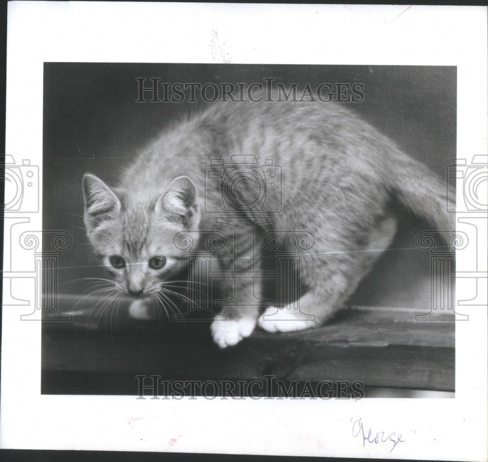 1984 Florida Kitten Friends Strays-Historic Images