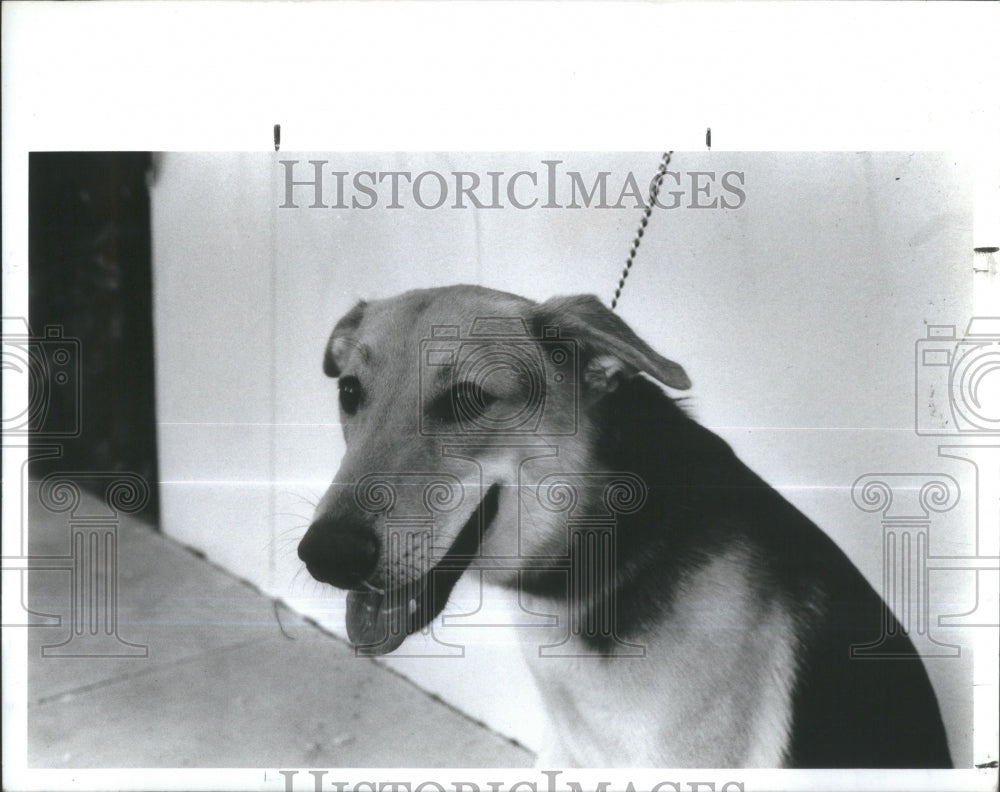 1988 Press Photo Florida Dog Friends Strays- RSA35075 - Historic Images