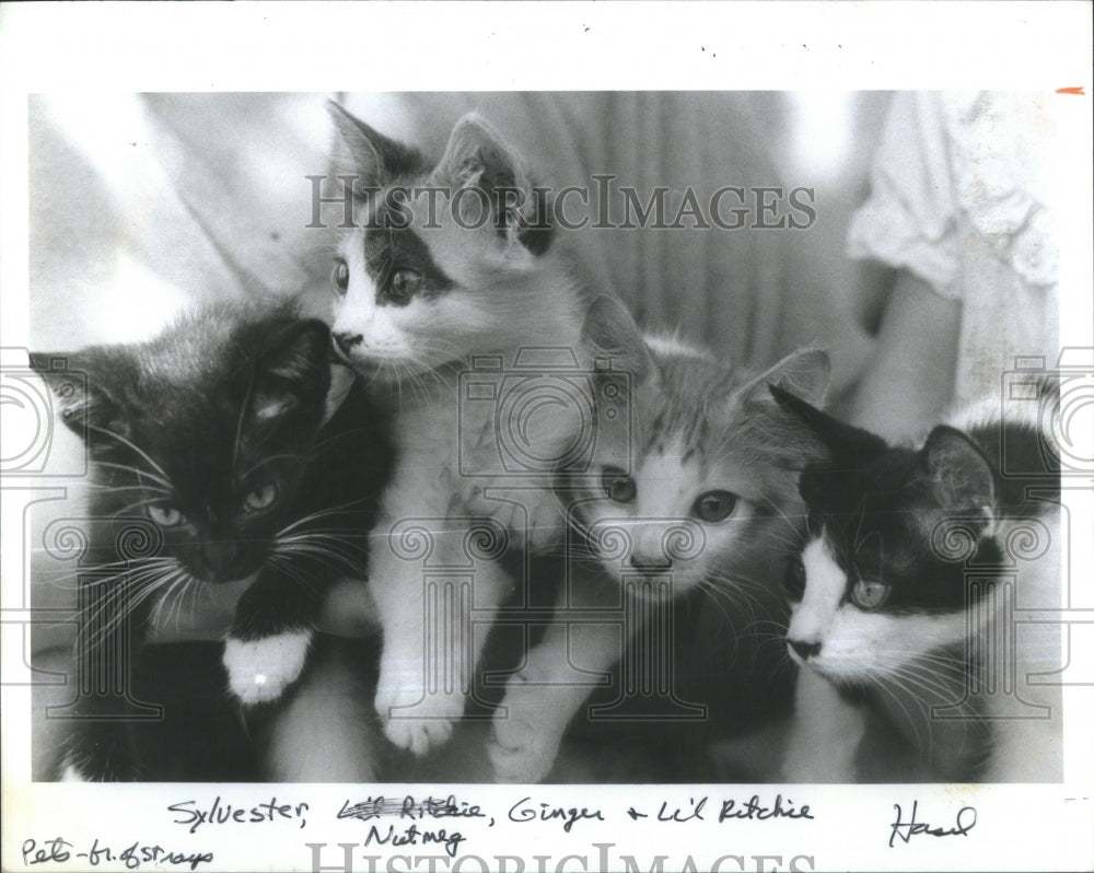 1985 The Friends Of The Strays Special Pets - Historic Images