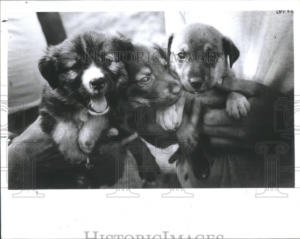 1981 Press Photo Puppies Rescued From Dump - Historic Images