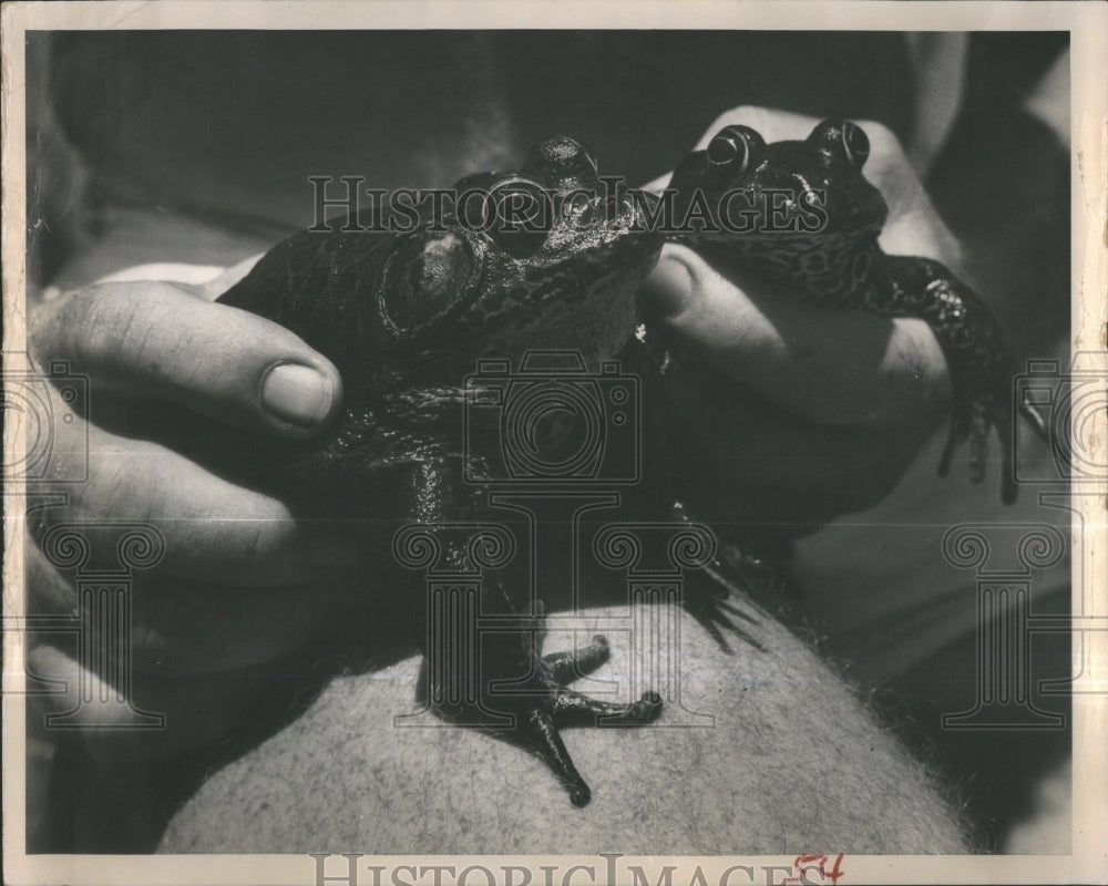 1962 Frogs Nuisance Croaking Hunting Saint - Historic Images