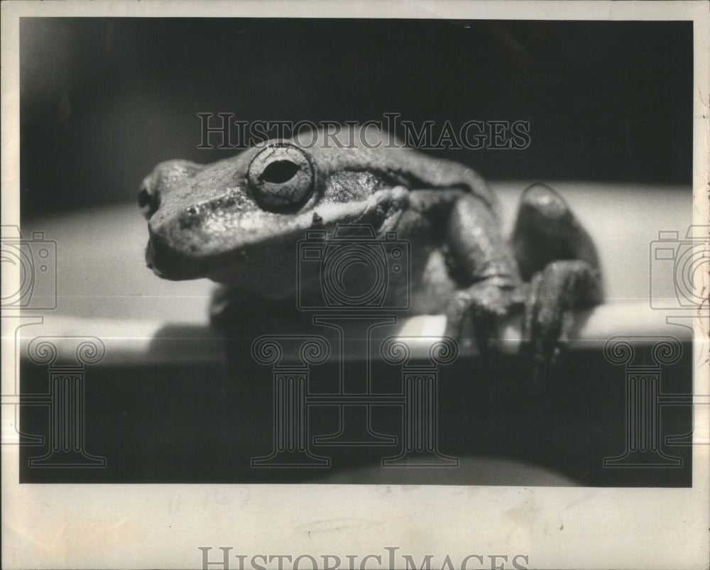 1973 Press Photo Green Tree Frog/Amphibian- RSA35103 - Historic Images