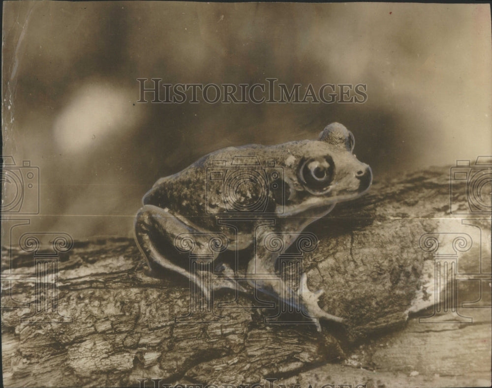 1951 Collapsible Toad - Historic Images