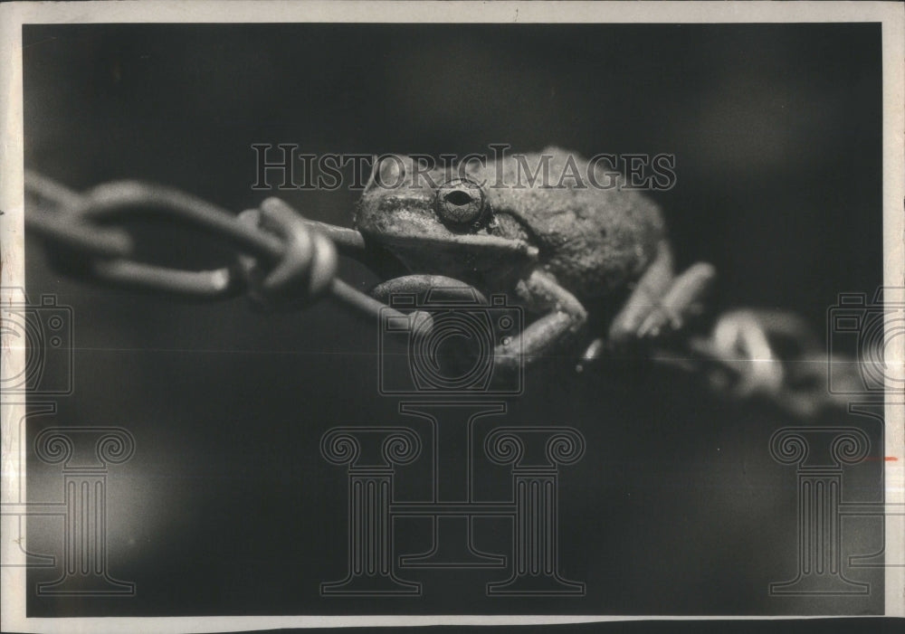 1973 Press Photo Florida Frog- RSA35107 - Historic Images