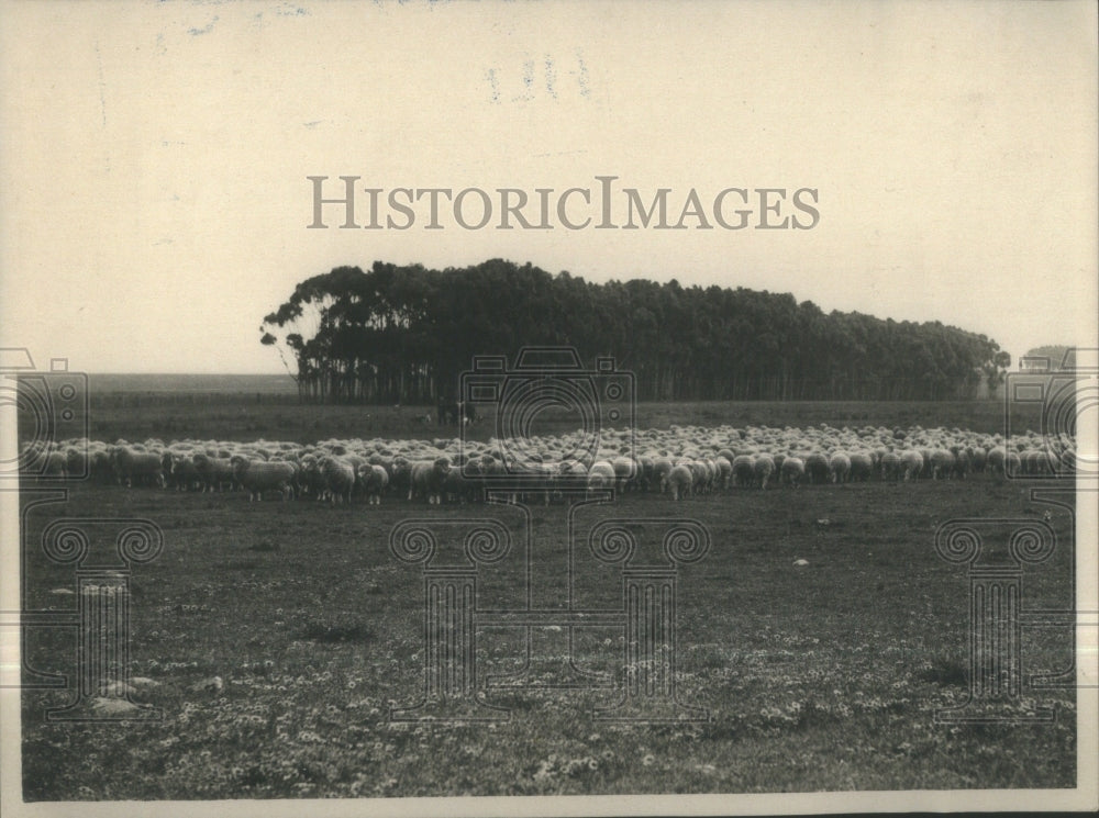 Lincoln Sheep Victoria Australia - Historic Images