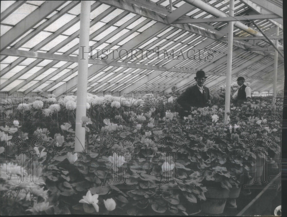 Chrysanthemum Flower garden Customer Snap-Historic Images