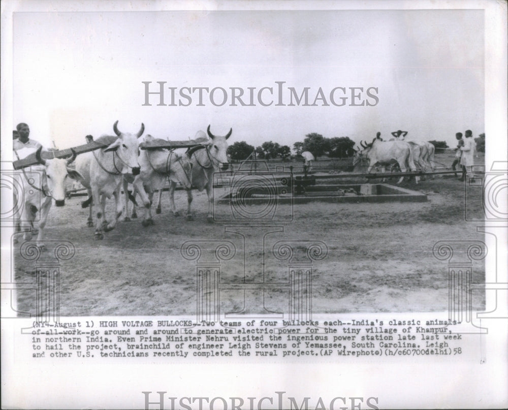 1958 Press Photo Bullock classic animal Two Team Kanpur- RSA35537 - Historic Images