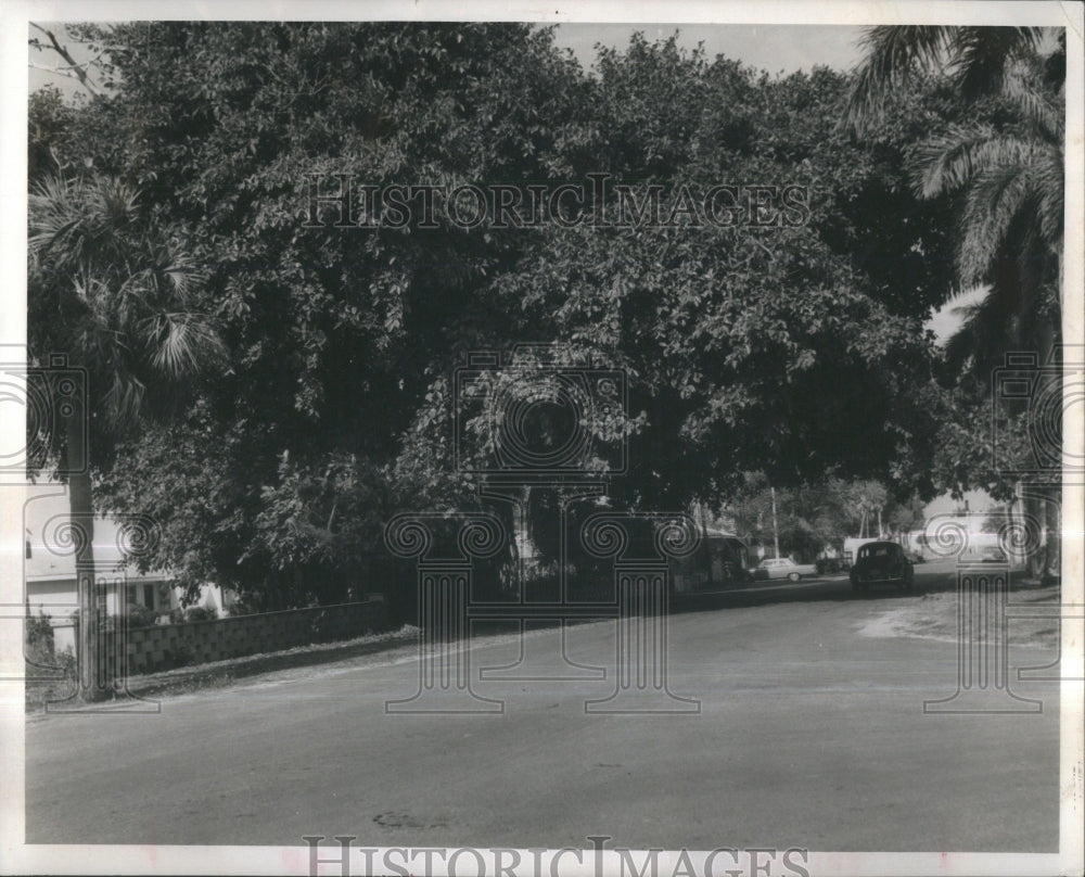 1966 Press Photo Charlotte County&#39;s largest banyan tree- RSA35661 - Historic Images