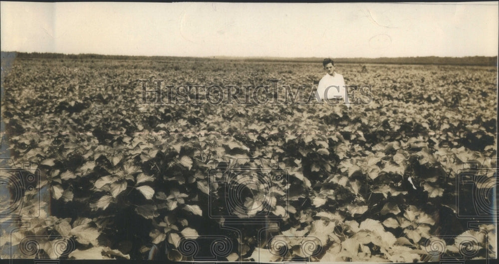 1944 Florida Ramie Weed - Historic Images