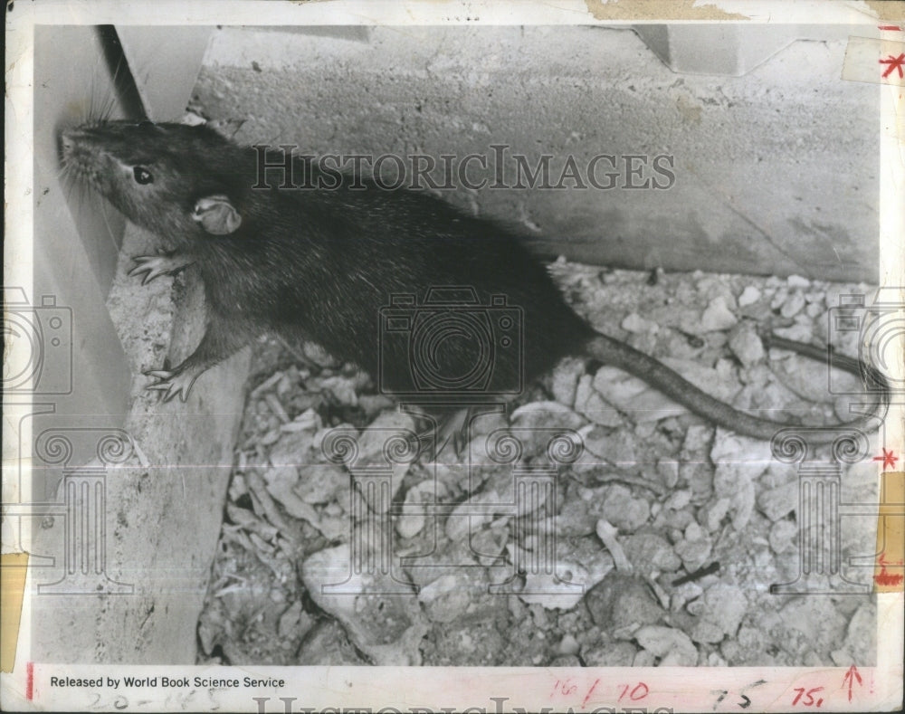 1969 Slum Apartment Rat Trying To Escape - Historic Images