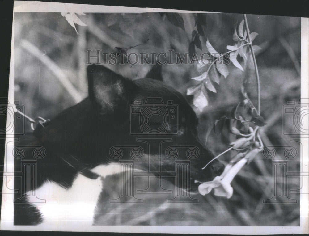 1970 Press Photo Benjie Pinellas County Animal Protect- RSA36403 - Historic Images