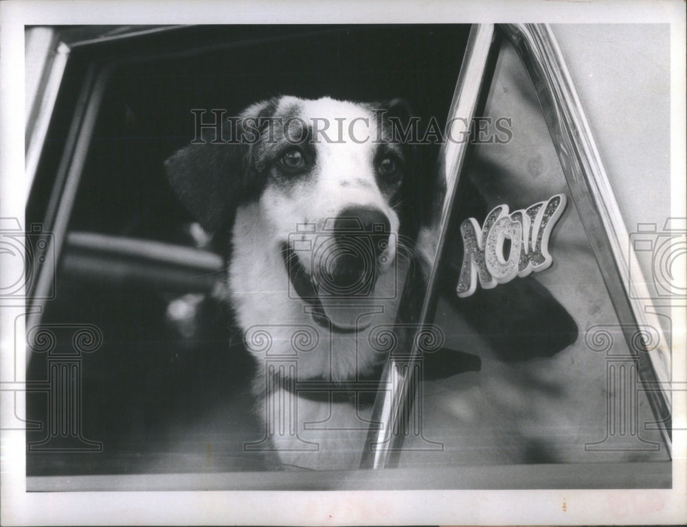 1970 Pinellas Animal Protection Association - Historic Images