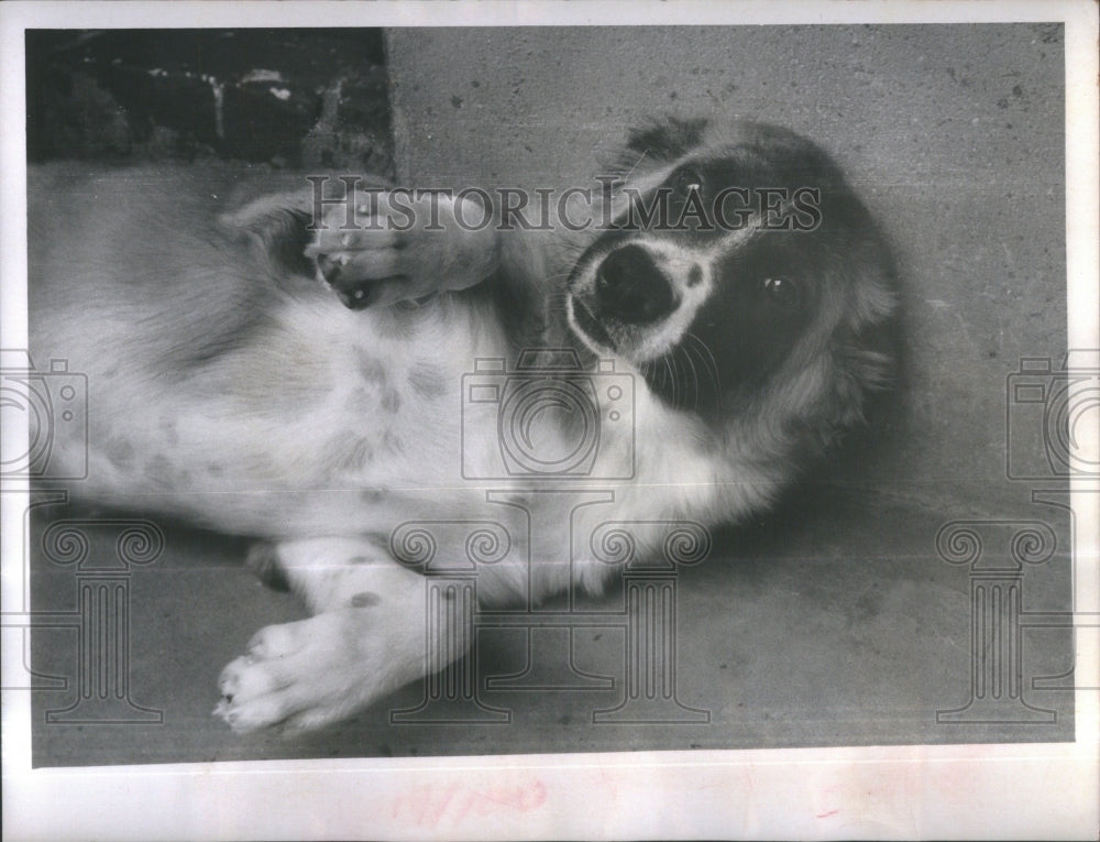 1970 Press Photo Pinellas Animal Protective Association - Historic Images