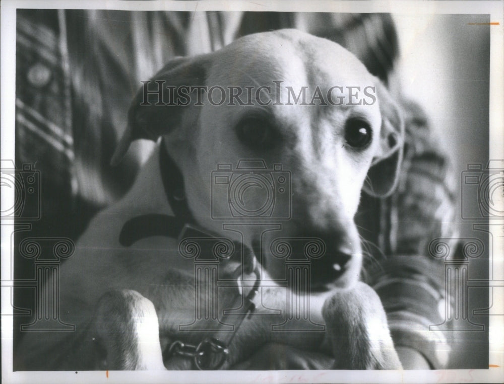 1970 Pinellas animal Protection Shelter pet - Historic Images