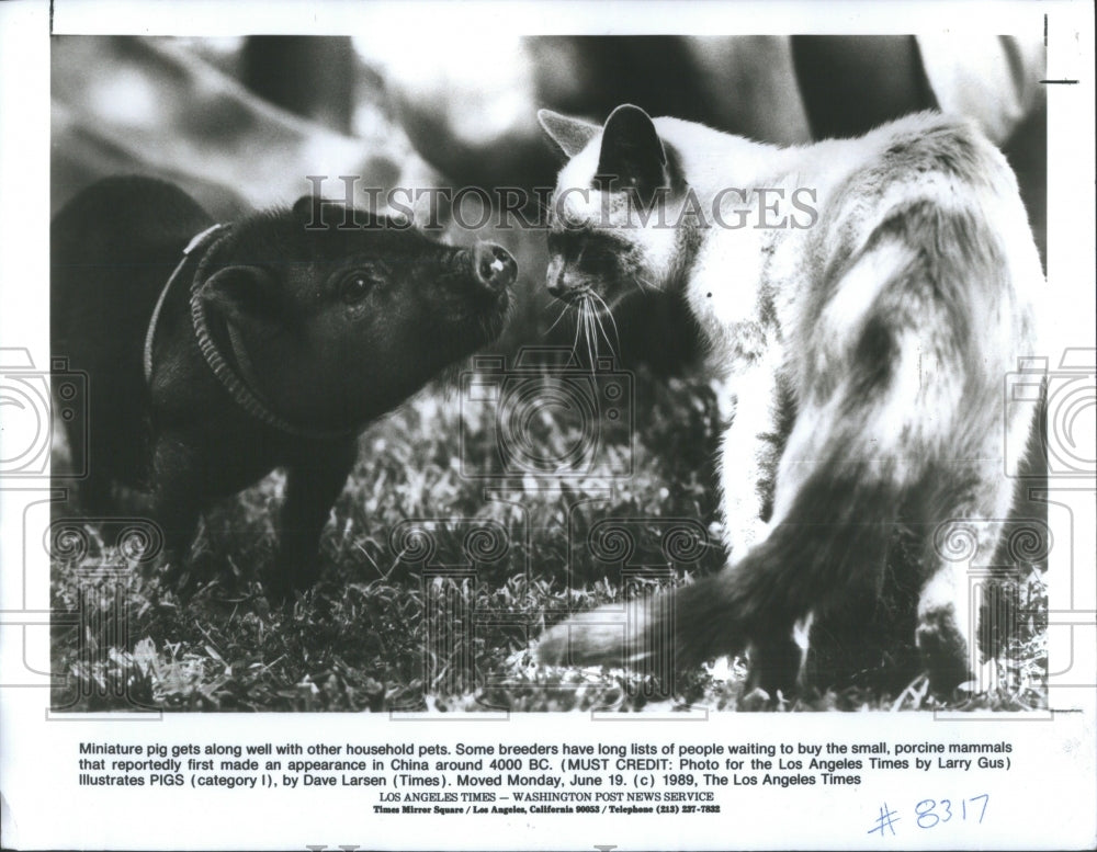 1989 Miniature Pig Bonds With Cat - Historic Images