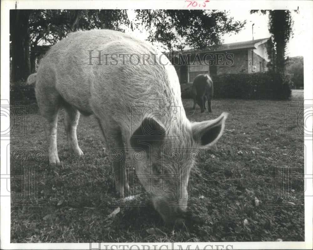 1981 Pig Farm Escapees Fitzpatrick Law Firm - Historic Images