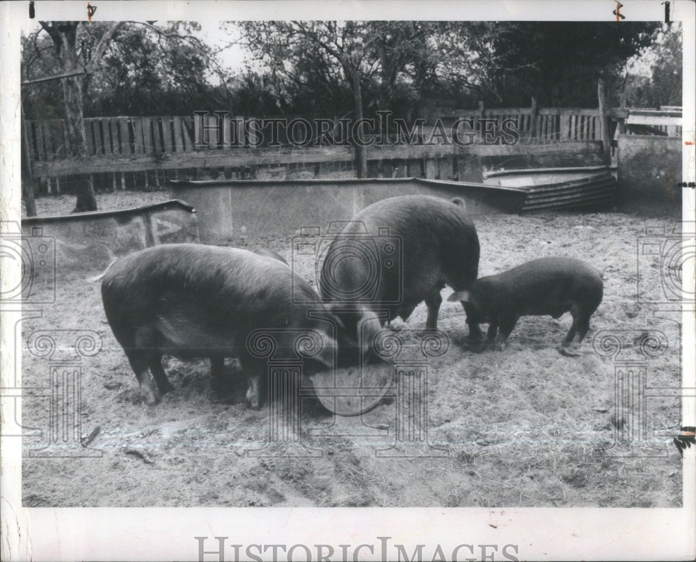 1975 Pigs aren&#39;t dirty by nature, mud helps - Historic Images