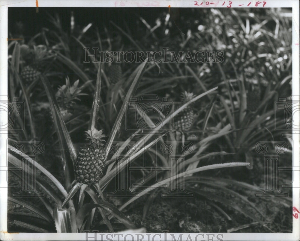 1971 Pineapple - Symbol of Hospitality. - Historic Images