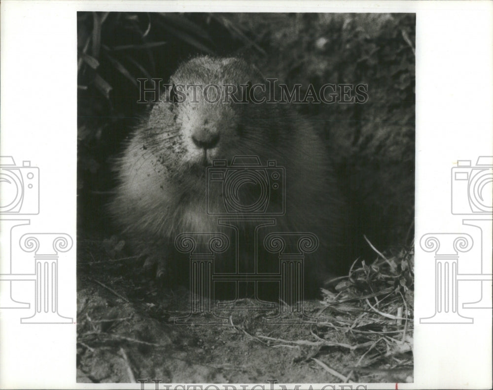 1981 Animals prairie dog cold burrow winter - Historic Images