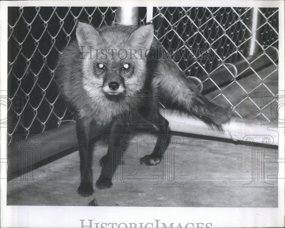 1967 Press Photo Fox on Nature Trail in St. Petersburg,- RSA36637- Historic Images