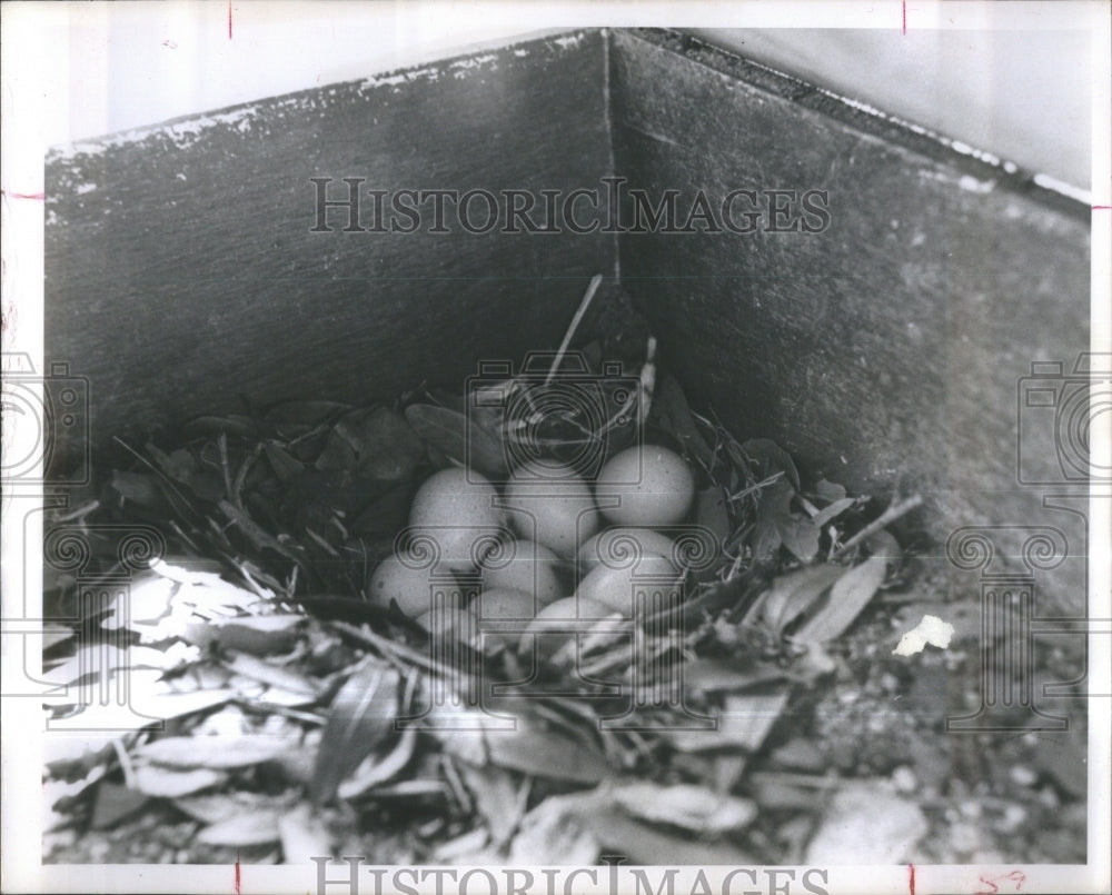 1964 Nature Trail Zoo clutch Ten Eggs Bird - Historic Images